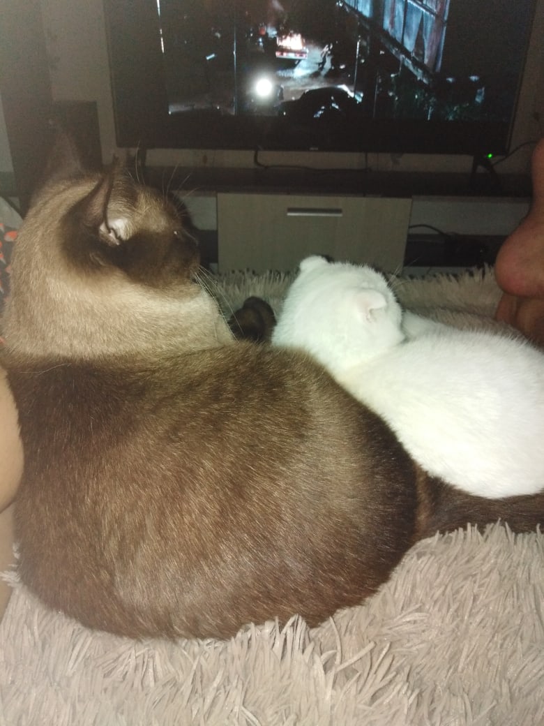 Наталья Нестерова Викторовна | Тольятти