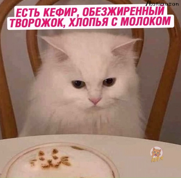 Котячие Мемы ?