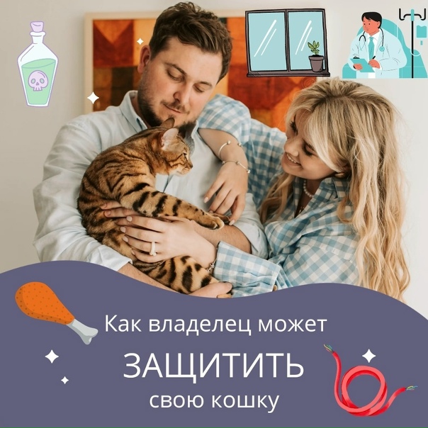 КАК ВЛАДЕЛЕЦ МОЖЕТ ЗАЩИТИТЬ СВОЮ КОШКУ? Каждый...