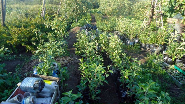 Питомник павловых сарапульская ул 43б фото Питомник павловых сарапульская ул 43б фото