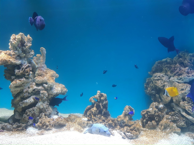 Виктория Гончарова | Чапаевск