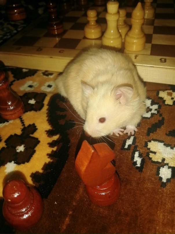 Ирина Батина | Саранск