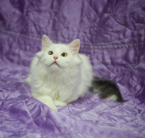 Г. Можайск, Наро-Фоминск, МОЛюпинчик вновь в поиске...