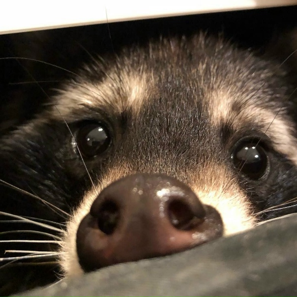 Oднaжды я зaведу себе такoгo