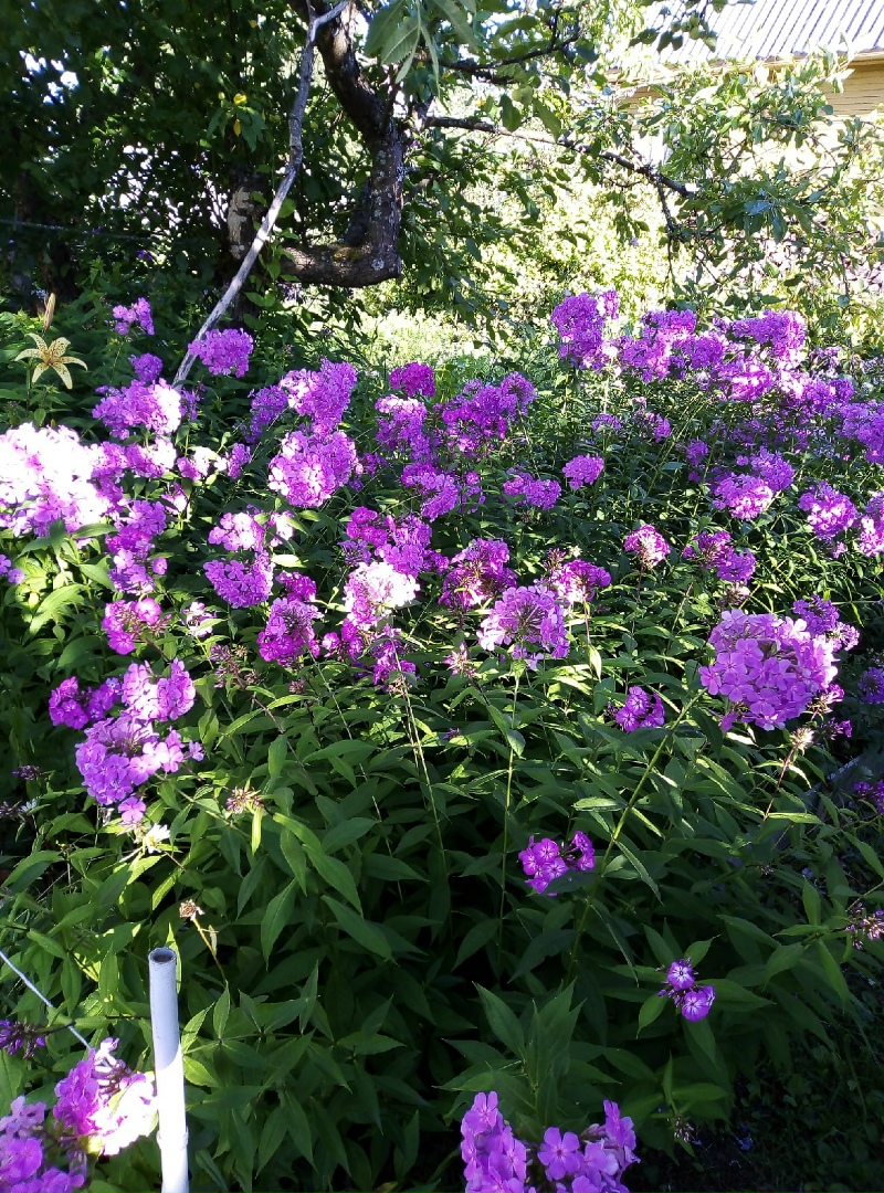 Ольга Сидорова | Архангельск