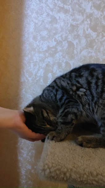 Присмотритесь пожалуйста, чей кот? Сейчас у нас....