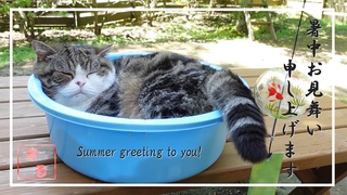 暑中お見舞い申し上げるねこ2024。-Summer greetings from Maru 2024.-