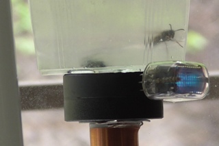 Подопытная оса - Test wasp