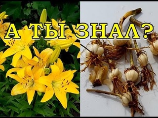 ЛИЛИИ сажаем осенью ПРАВИЛЬНО!