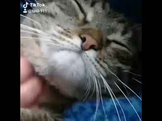 Наш котейка койфует.