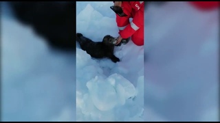 Crying baby seal