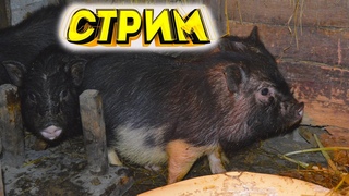 Автономный Свинарник на Даче СТРИМ