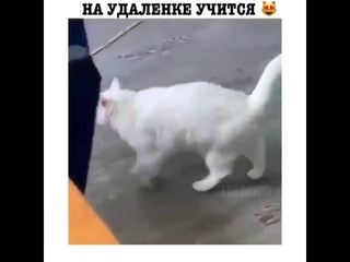 Умная Софочка