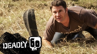 Awesome King Cobra | Deadly 60 | BBC Earth Kids