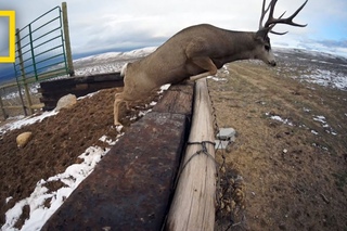 A Deer Migration You Have to See to Believe