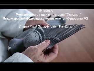 Спортивные голуби