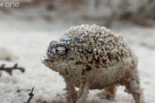 The Amazing Squeaking Frog