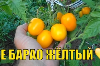 Урожайные сорта томатов (2-ая часть). Де Барао желтый и  Де Барао царский.