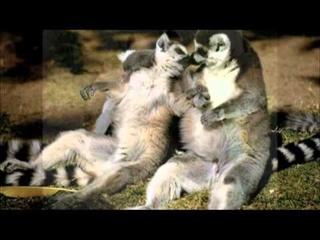 Красивы поцелуи животных))