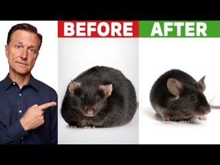 Hot Chili Peppers Will Melt Belly  Your Pet Mouse - OKAY