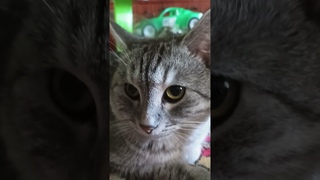 Разбила за душу! #музыка #song #music #newmusic #maur #youtubeshorts #musiclyrics#плейлист#2024 #cat
