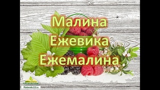 Выращивание МАЛИНЫ, Ежевики, Ежемалины. Обзор сортов