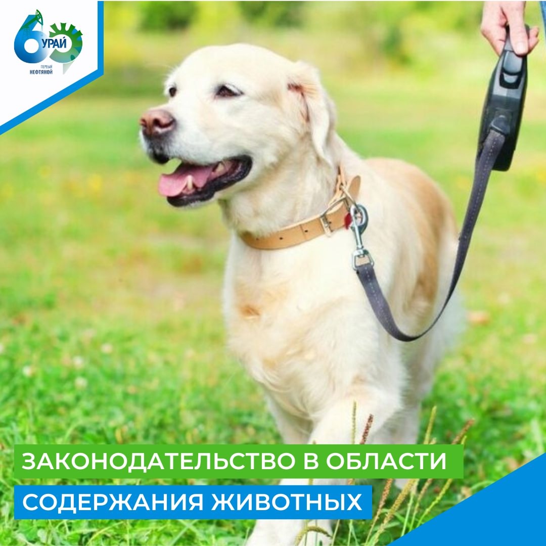 Действующее законодательство, регулирующее отношения в области содержания животных 