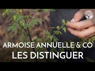 Trois armoises à distinguer !