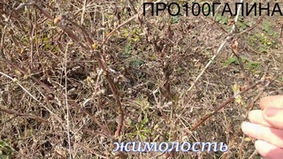 ОГОРОД В АПРЕЛЕ