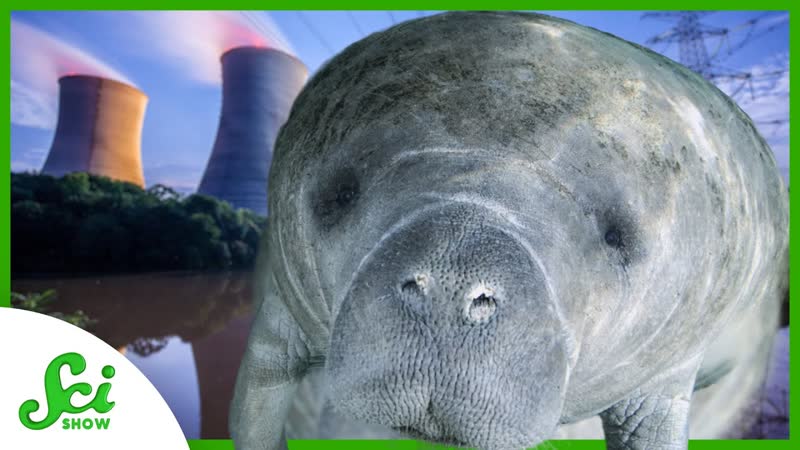 Why Do Manatees Die When Power Plants Shut