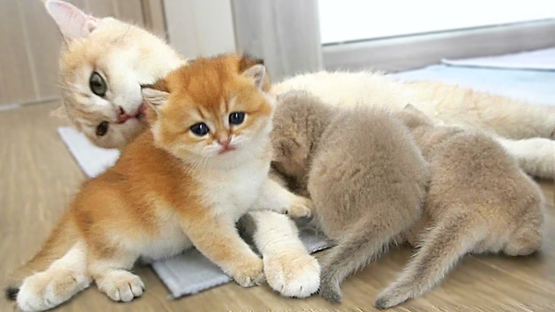 Mom cat is grooming and talking something to her