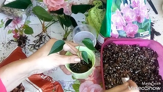 Антуриум Размножение Отростками - Детками. Новичкам!