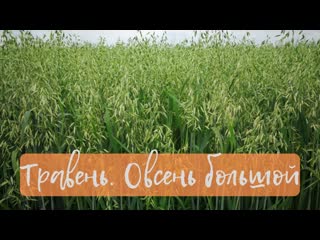 Познавательный рассказ Травень. Овсень большой