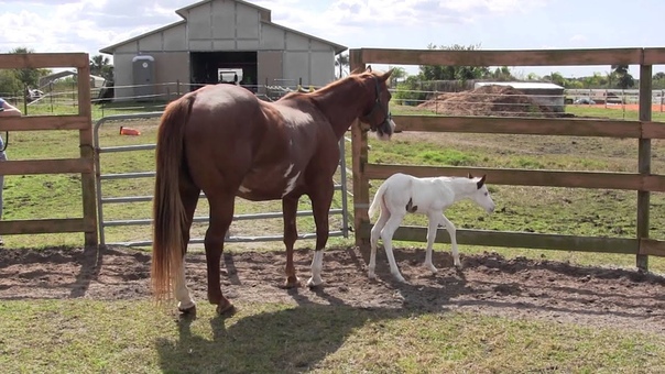 Coconut Beautiful Rare Medicine Hat Filly first day