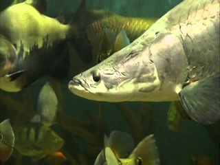 John Marcus Monstrous 10,000 Gallon Aquarium